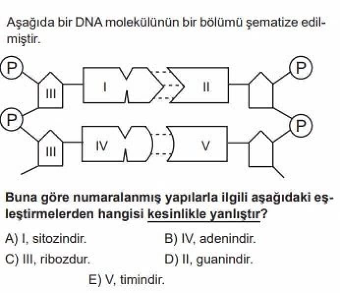 12. Sınıf Biyoloji Test 1 Yönetici Moleküller – 1 - Soru 12