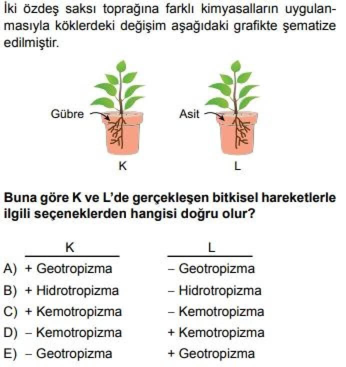 12. Sınıf Biyoloji Test 11 Bitki Biyolojisi – 6 - Soru 8
