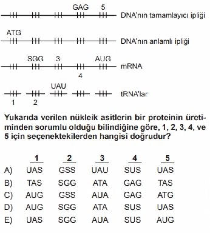 12. Sınıf Biyoloji Test 4 Protein Sentezi – 2 - Soru 1