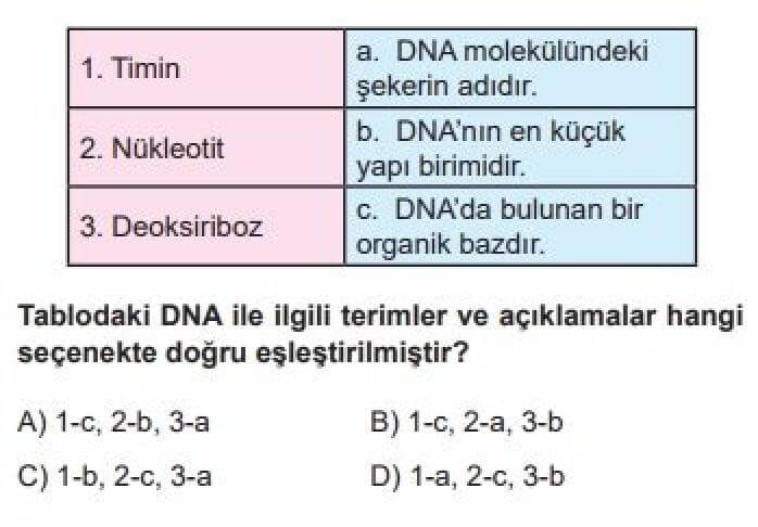 8. Sınıf Fen Bilgisi Test 1 DNA ve Genetik Kod – 1 - Soru 3