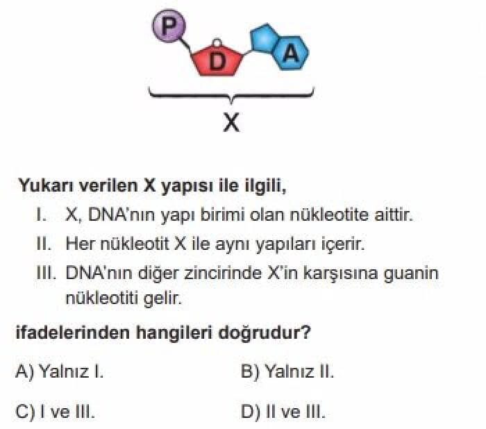 8. Sınıf Fen Bilgisi Test 2 DNA ve Genetik Kod – 2 - Soru 3